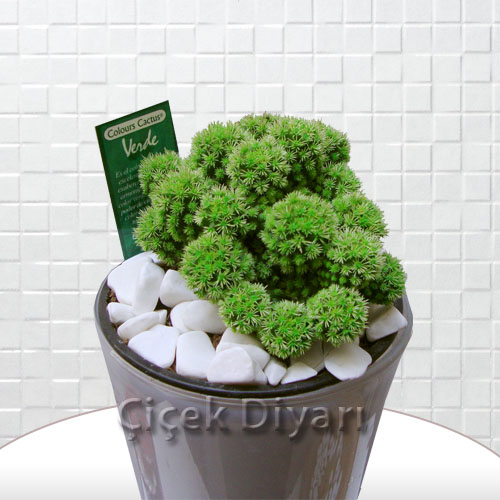 Renkli Kaktüs(yeşil)